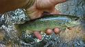 5-30 fish7